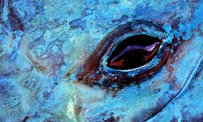 Résultat de recherche d'images pour "whale eye"