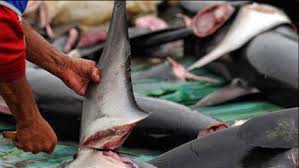 Voordierenblogger: 73 miljoen haaien jaarlijks gedood voor haaienvinnensoep.  China en Hong Kong halen de soep van het menu af ( video)
