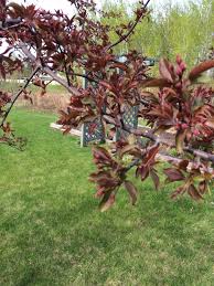 Check spelling or type a new query. Help For Prairie Fire Crabapple With Damaged Bark 563363 Ask Extension