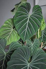 Check spelling or type a new query. Philodendron Gloriosum Wikipedia