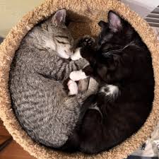 Ark-Valley Humane Society님이...