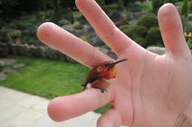 Birds are majestic masters of the sky, they have inspired the dreams of flying for many over the millenia. A Bee Hummingbird The Smallest Bird In The World Aww