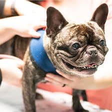 Showing pet vaccination clinics near 98003 start a new search. Veterinarian In Pompano Beach Fl Acacia Animal Hospital