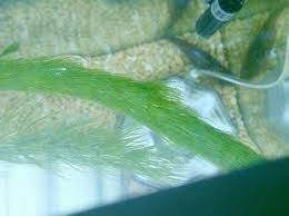 マツモが葉を閉じた原因は 底面フィルターの45センチ水槽にマツモを 魚類 教えて Goo
