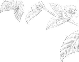 Get commercial use leaf graphics and vector designs. Tea Leaves Png Tea Leaves Drawing Png 90374 Vippng