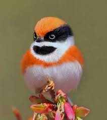 Small Bird With Red Head And Chest Red Headed Tit Birds Birds Colorful Birds Beautiful Birds