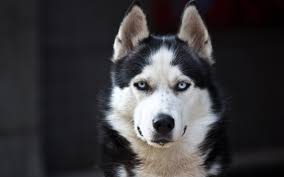 Poshmark makes shopping fun, affordable & easy! Husky Dog Blue Eyes White Black Wallpaper Animals Wallpaper Better