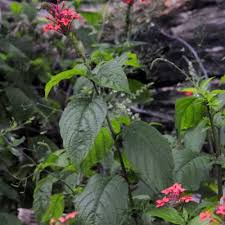 Image result for Ruspolia seticalyx