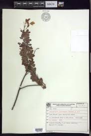 Image result for Chamaecrista falcinella