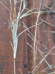 Image result for Eragrostis pilosa