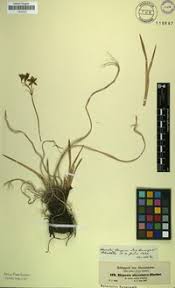 Image result for Hypoxis nyasica