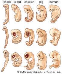 Gestation is the process in which babies grow inside their mother's body before they are. Gestation Kids Britannica Kids Homework Help