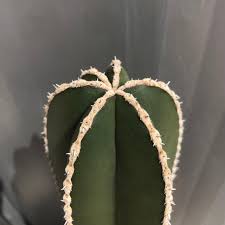 Image result for Lophocereus marginatus
