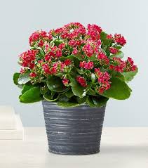 Image result for Kalanchoe calandiva