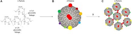 Glycogen is found in the form of granules in the cytosol in many cell types. Frontiers From Prokaryotes To Eukaryotes Insights Into The Molecular Structure Of Glycogen Particles Molecular Biosciences