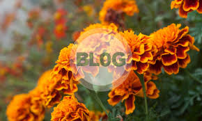 We did not find results for: Growing A Flower Garden From Seed In March Capital Gardens