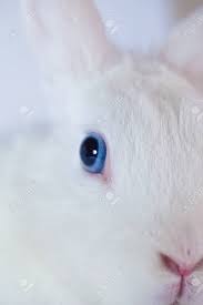 Photo about horizontal photo of a white bunny rabbit with blue eyes sitting on green grass by a stream. Snow White Easter Rabbit With Blue Eyes On A White Background Stock Photo Picture And Royalty Free Image Image 144135423