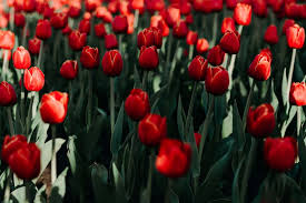 Over the centuries, flowers have taken on unspoken meaning, with tulips typically being associated with fame and perfect love. Ultimate Guide To Tulip Flower Meanings And Symbolism Petal Republic