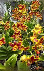 Image result for Habenaria livingstoniana