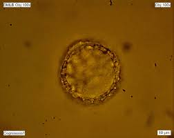 Image result for Cogniauxia