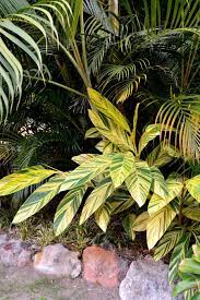 Alpinia Zerumbet Variegated Shell Ginger Bamboo Land Nursery Qld Australia Ginger Plant Variegated Backyard Shade