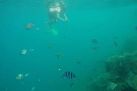 Koleksi beragam gambar bunga tulip yang indah dan mempesona. Surga Bawah Laut Di Pulau Jawa Bernama Pulau Menjangan Kecil Indonesia Kaya