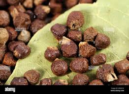 Image result for Aframomum mala