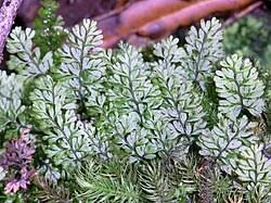Image result for Hymenophyllum triangulare