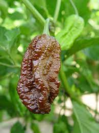 It's not only the fruit of this chili plant that showcases purple, but it's also the plant stems and the leaves. Ghost Pepper Bhut Jolokia Chileplants Com