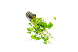 Image result for Hydrolea brevistyla