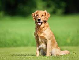Hindi baṅgālī, from baṅgāl bengal. What Does Kutta Mean In Bengali Quora
