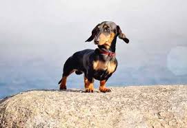 20 Tiny Dogs That Stay Small Forever World S Smallest Breeds