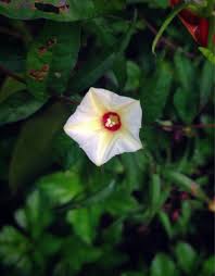 Image result for Xenostegia tridentata