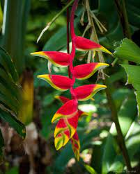 Hanging Lobster Claw Heliconia Rostrata Heliconia Fairchild Tropical Botanic Garden Plant Leaves
