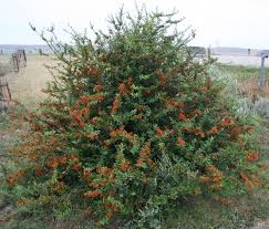 Image result for Pyracantha