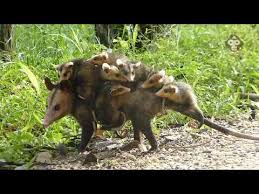 Rabipelado Con Crias Zarigueya Caparo Venezuela Youtube What does zarigüeya mean in english? youtube