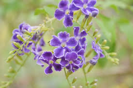 Image result for Duranta erecta