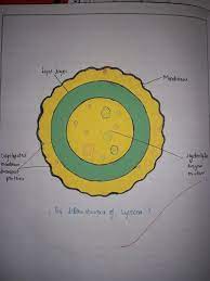 Ultra Structure Of Lysosome Biology Diagrams Diagram Design Design