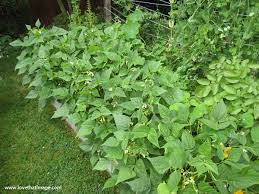 Image Detail For Bush Bean Plants In Garden In Flower Love That Image Bush Beans Plants Garden