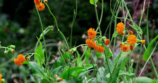 Image result for Emilia violacea