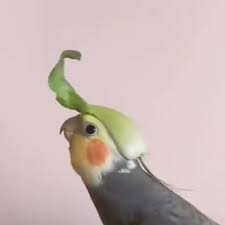 Birb Of The Wild In 2020 Cute Animals Funny Animal Videos Funny Animals