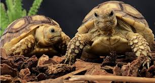 Aromatic hydrocarbons, phenols) that are given off. Mulch For Sulcata Tortoise Bedding Pet Sulcata Tortoise