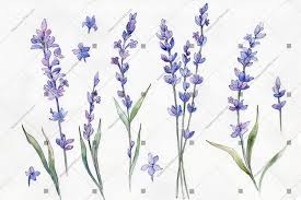 Begin by drawing a curved line down for the stem of the lavender flower. Watercolor Lavender Flowers Novocom Top