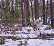 Treehaven UWSP 2027 Winter Wolf Ecology Workshop