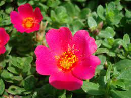 Piantine di portulaca online / pianta portulaca : Portulaca Grandiflora Or Rose Moss Buy Online In Uae Green Souq Uae