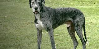 Browse 2,873 dog great dane stock photos and images available, or search for bull terrier or dog portrait to find more great stock photos and pictures. Great Dane Dog Breed Profile Maryland Pet