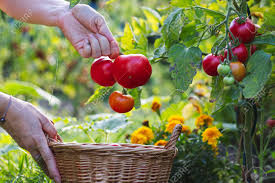 10 things you should never store in your pantry advertisement Farmer Is Harvesting Tomatoes Womana S Hands Picking Fresh Tomatoes To Wicker Basket Organic Garden Harvest Season At Farm Stock Photo Picture And Royalty Free Image Image 105335681
