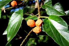 Image result for Vangueriopsis lanciflora