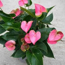 Image result for Anthurium andraeanum