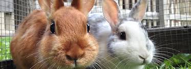 We did not find results for: Rabbit Supplies Accessories Checklist Petsmart